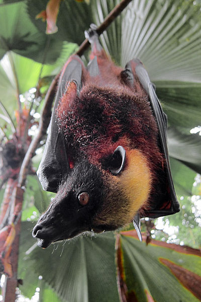 Giant Golden-Crowned Flying Fox - close up
