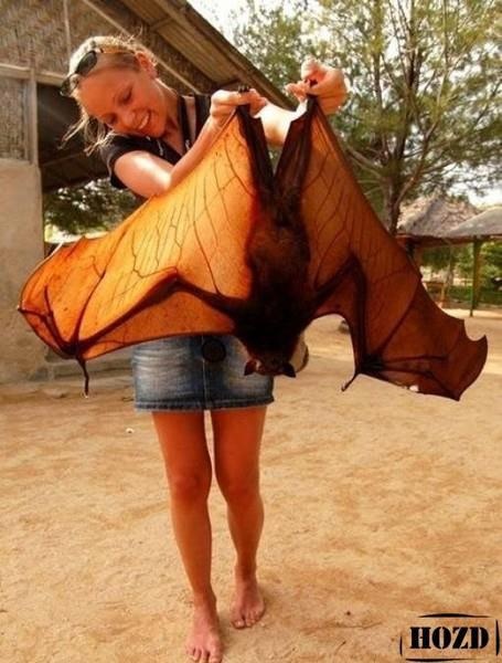 Giant Golden-Crowned Flying Fox - with girl