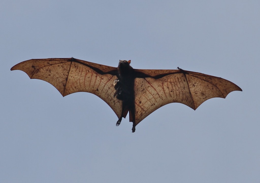 Giant Golden-Crowned Flying Fox - with youngster