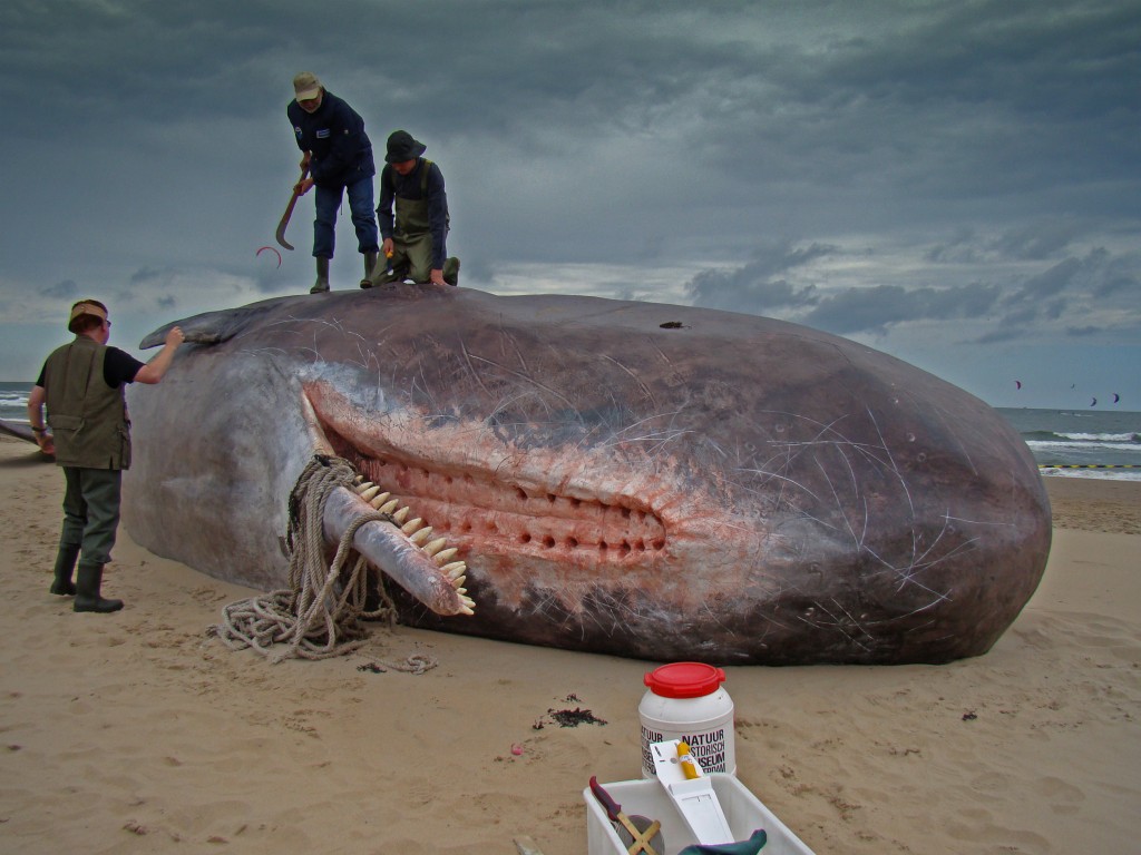 Sperm Whale The Loudest Largest Toothed Predator Lazer Horse