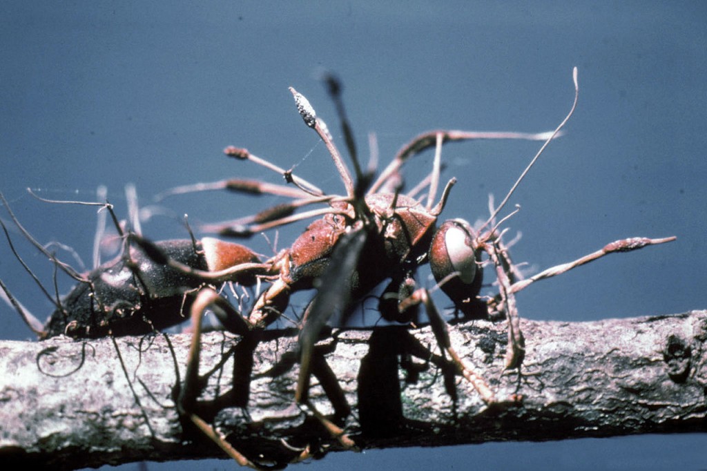 Cordyceps, blobfish, tardigrades, oh my!