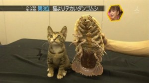 giant isopod toy