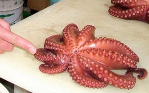 octopus with 96 tentacles