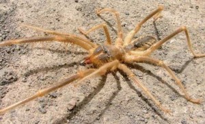 Solifugae: Like Spiders But Less Dangerous And More Gross • Lazer Horse