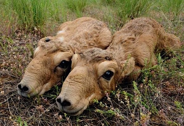 Saiga Antelope - Chinese Medicine -dead bodies